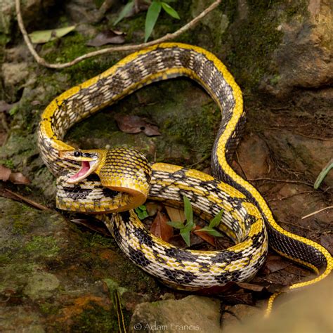 香港蛇|所有蛇類 — HongKongSnakeID.com